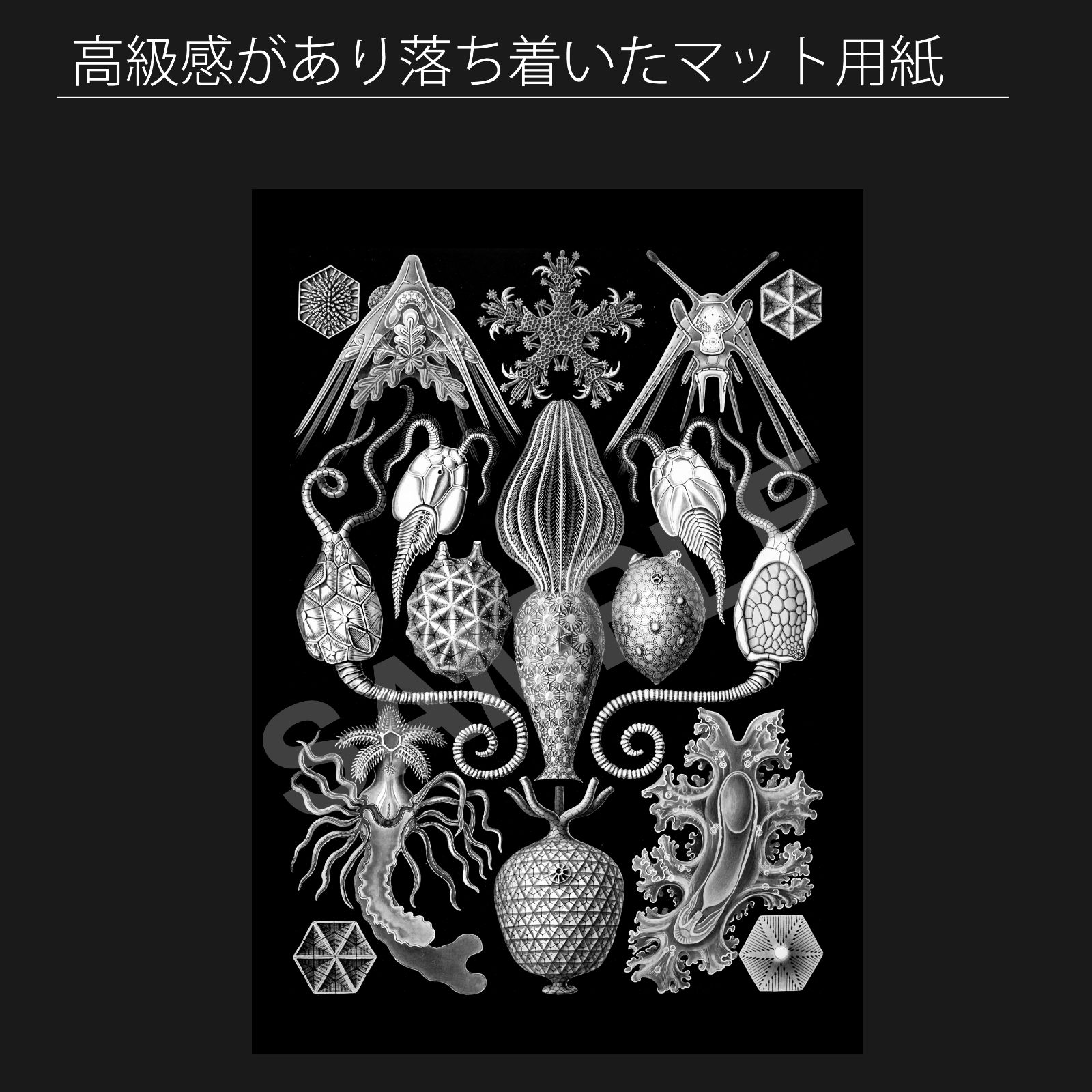 生物の驚異的な形   新装版/河出書房新社/エルンスト・ハインリヒ・ヘッケル（大型本） Amazon.co.jp: 生物の驚異的な形 : エルンスト ヘッケル