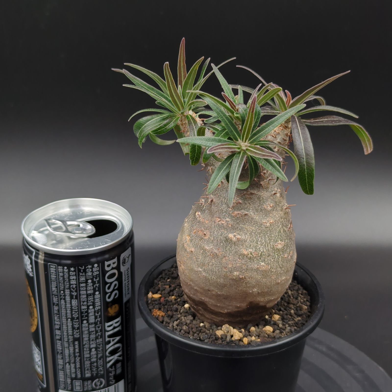 発根済】【現地球】パキポディウム グラキリス 手のりサイズ 世界 綺麗な虫