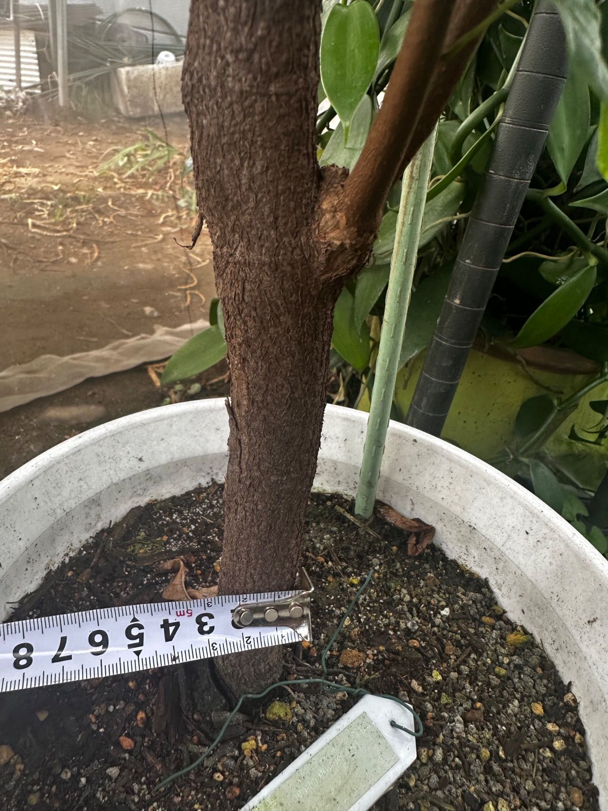 1点モノ 1.5mサイズ特大カカオの木 フォラステロ種 - メルカリ