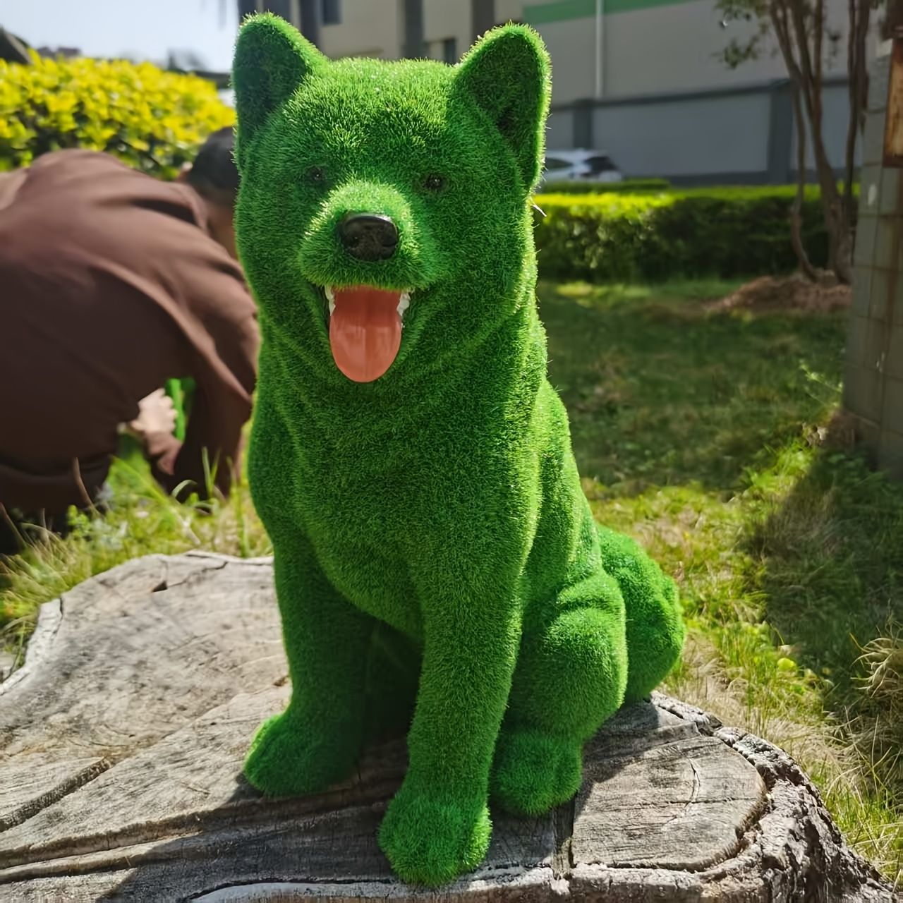 柴犬 芝風