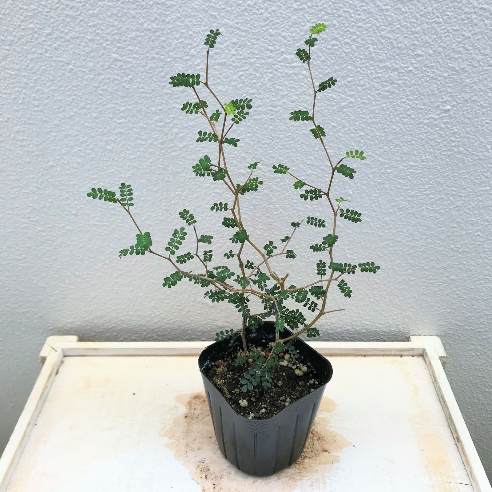 ソフォラ リトルベイビー メルヘンの木 観葉植物 d - メルカリ