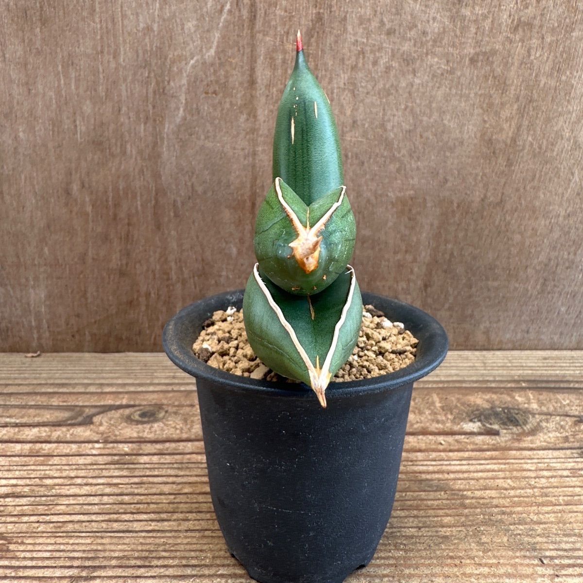 サンセべリア エーレンベルギー バナナ 現品 Sansevieria