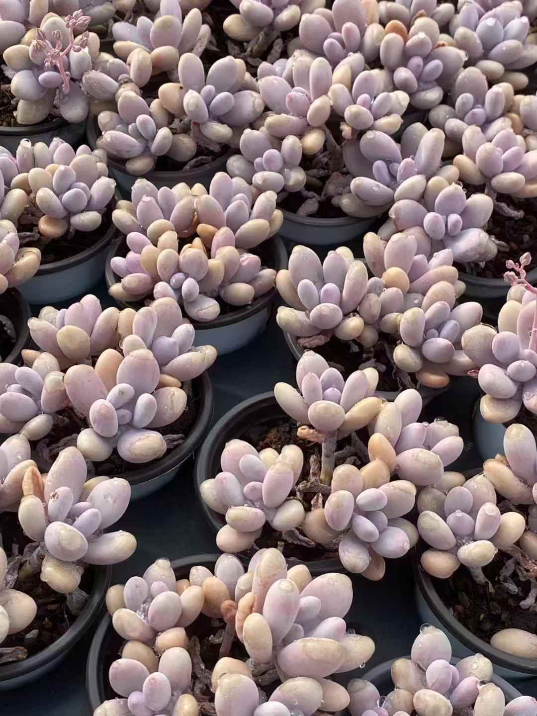 ガ*M様 ピーチエッグ W702×105苗 土付き エケベリア 多肉植物 ガ*M様 ピーチエッグ W702×105苗 土付き エケベリア 多肉植物