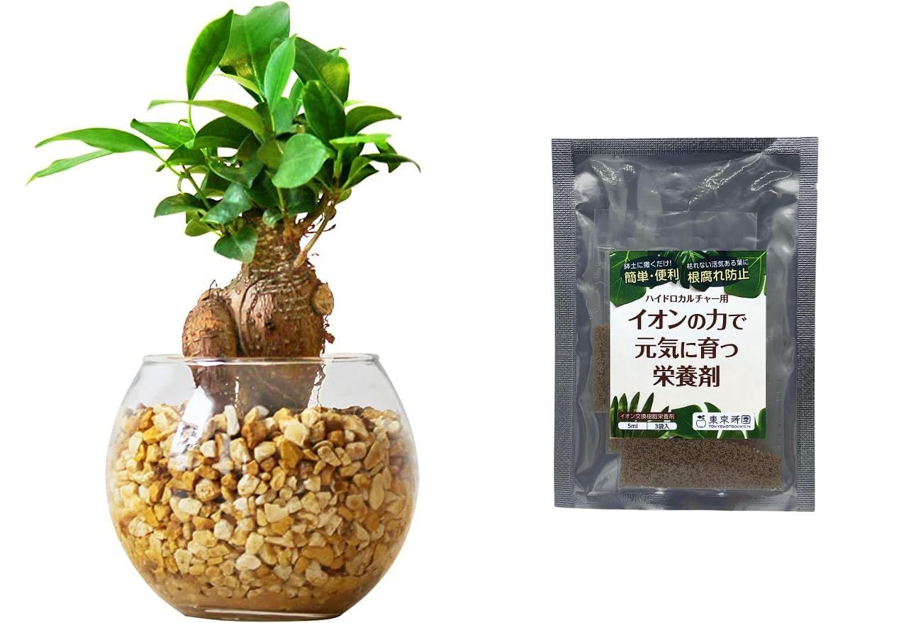 リューカデンドロン エイミー 2 ファイバー鉢 リューカデンドロン 5種