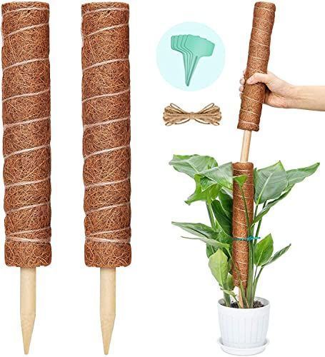 入園入学祝い 新品 未使用 品切御免 園芸支柱 つる性植物 ココナッツパームスティック 観葉植物モンステ 植物 観葉植物 Art100limites Com Br Art100limites Com Br