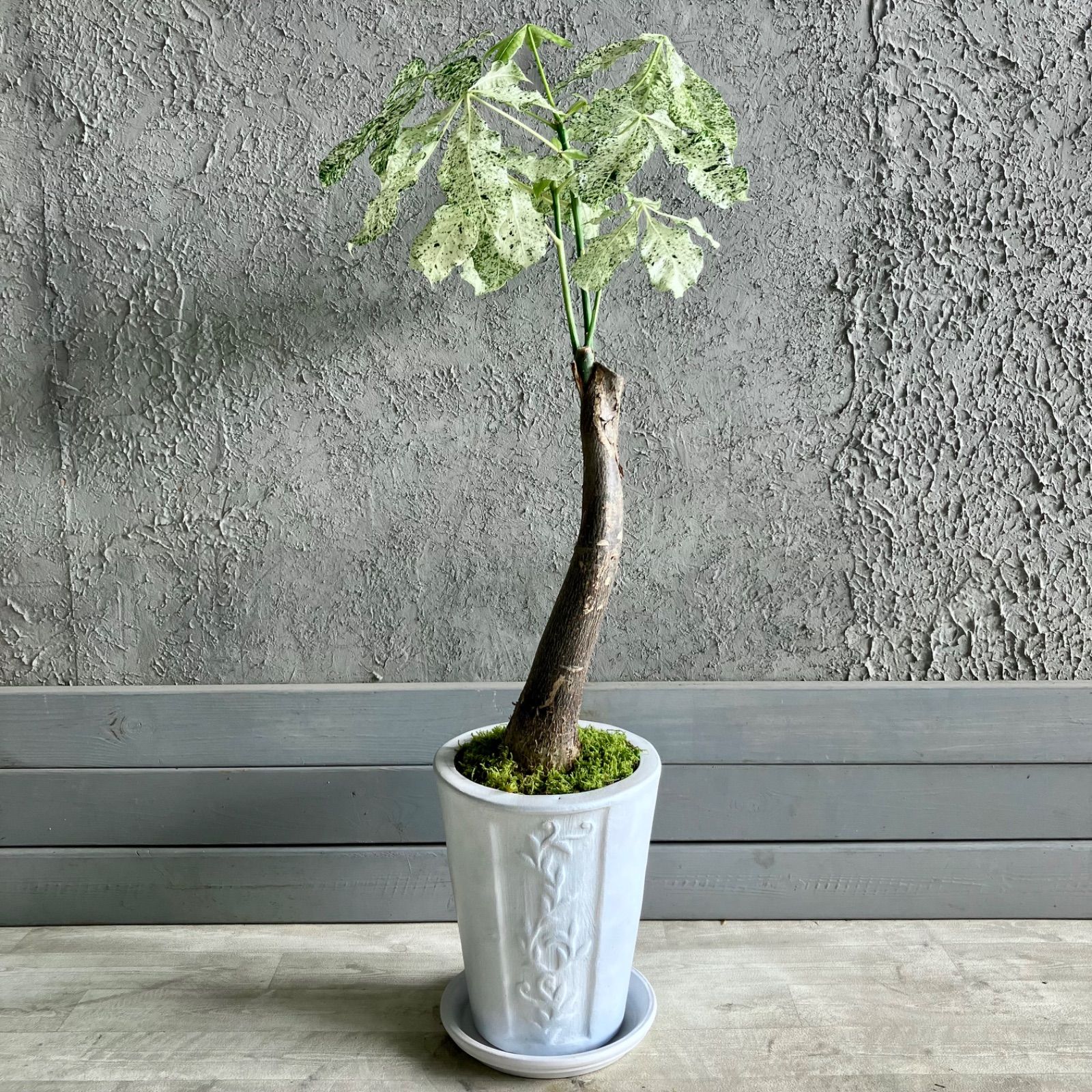 希少品種 斑入り パキラ ミルキーウェイ 7号 テラコッタ鉢植え