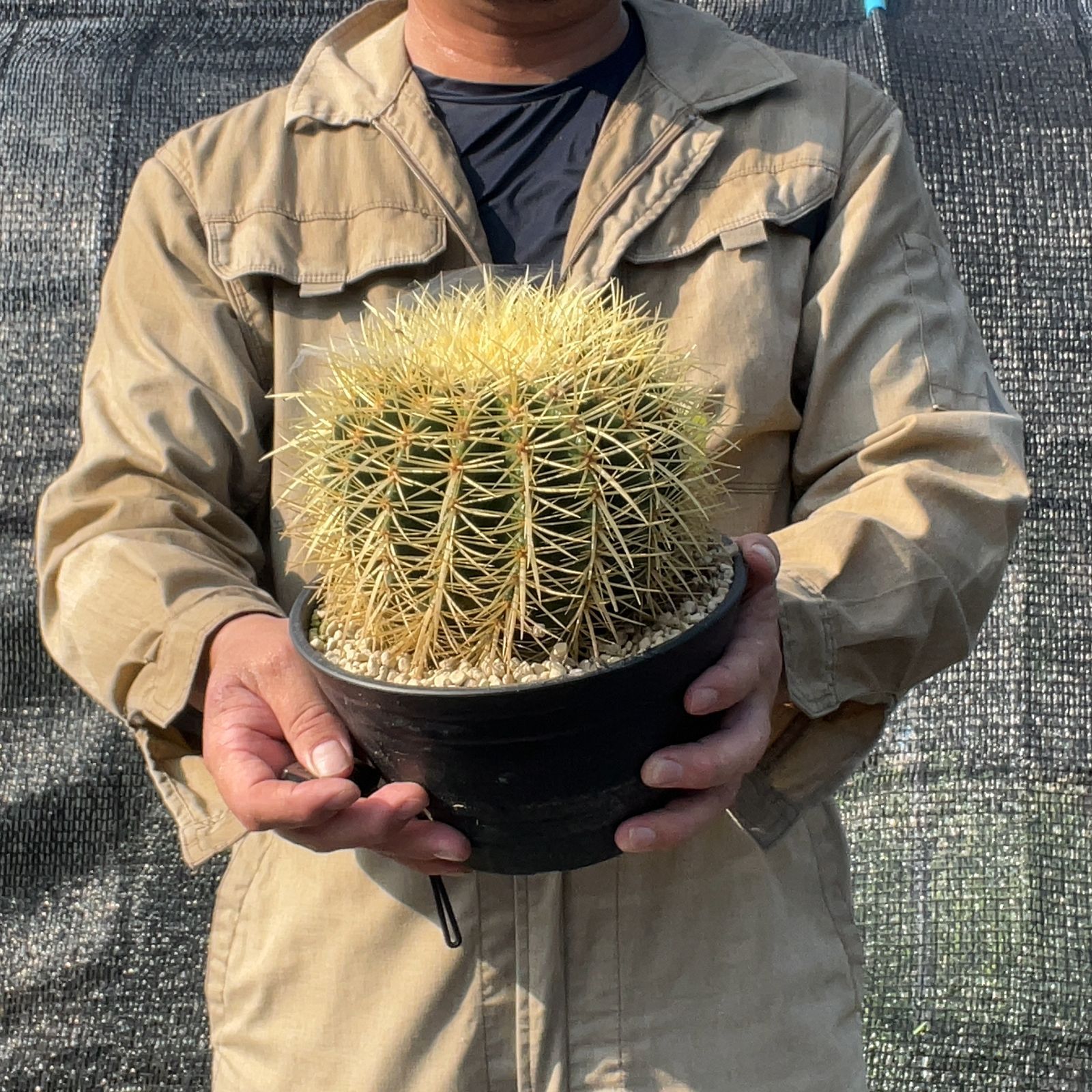 鉢ごと発送】【送料込】 サボテンの王様！金色サボテン / 金鯱
