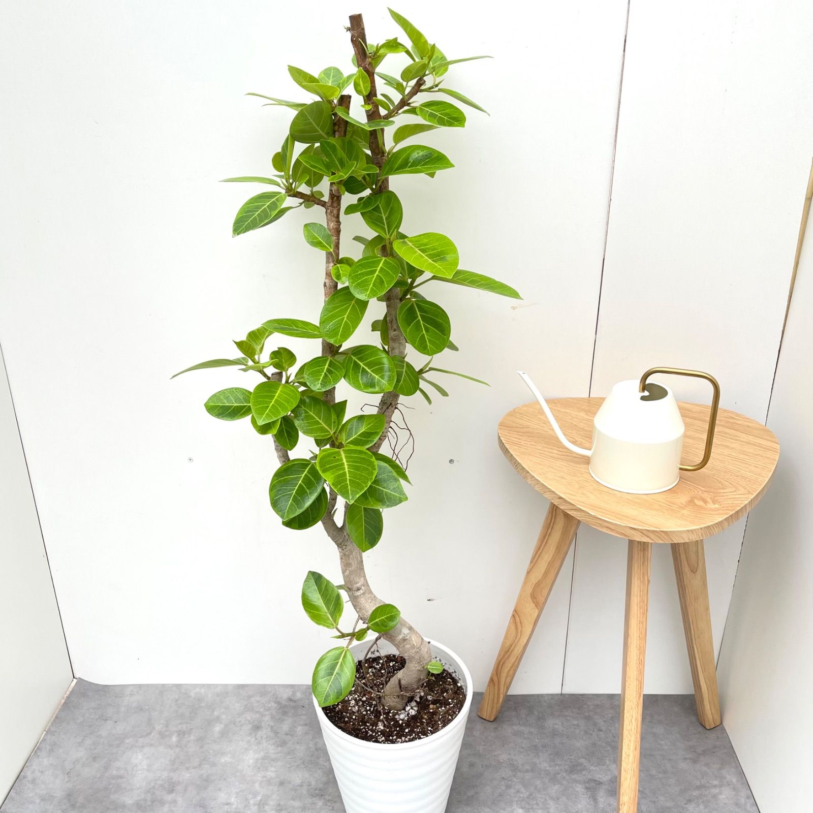 フィカス グランディス 3【現品】観葉植物 室内 大型