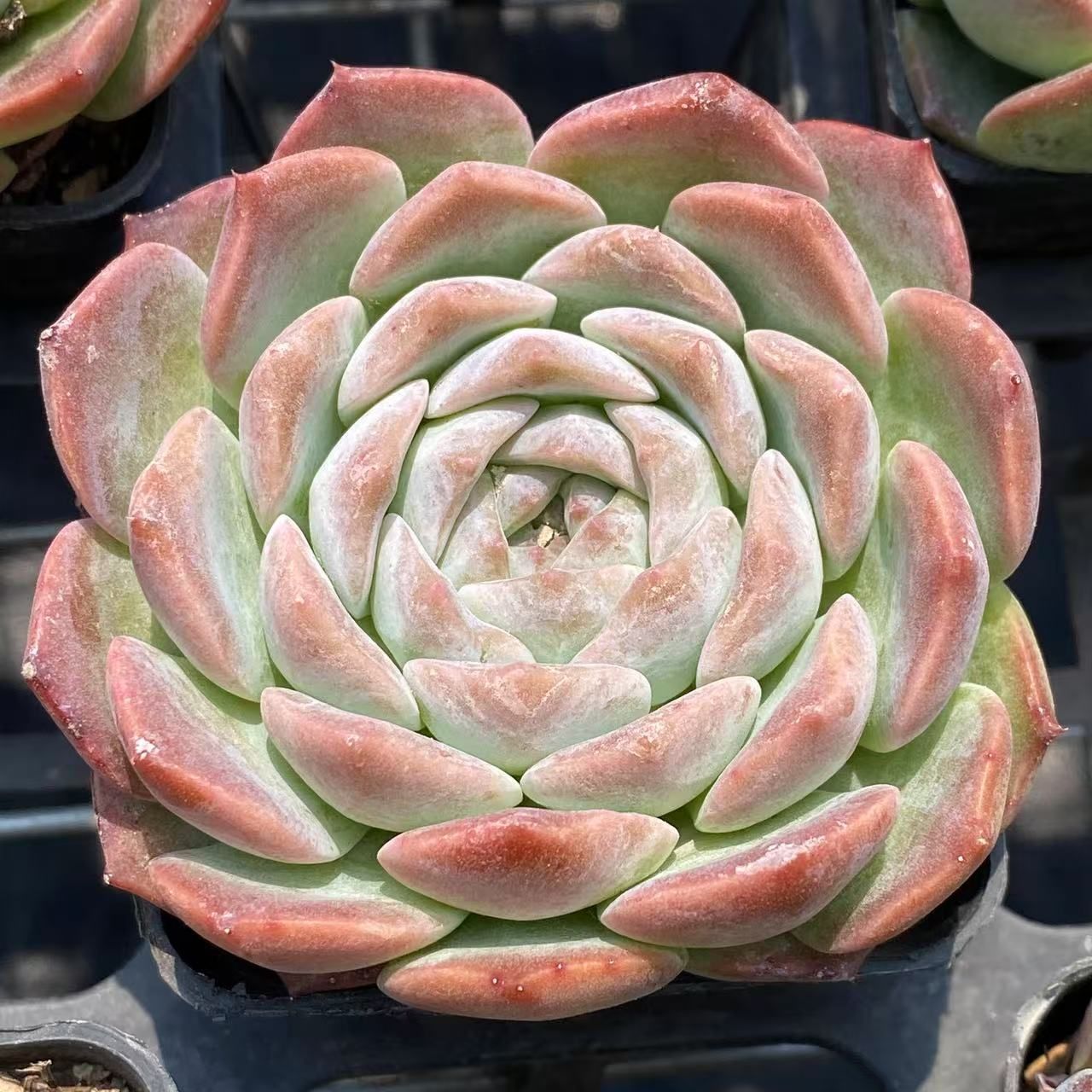 新入荷 ガラスツボ ZM1589×50鉢 抜き苗 多肉植物 アエオニウム