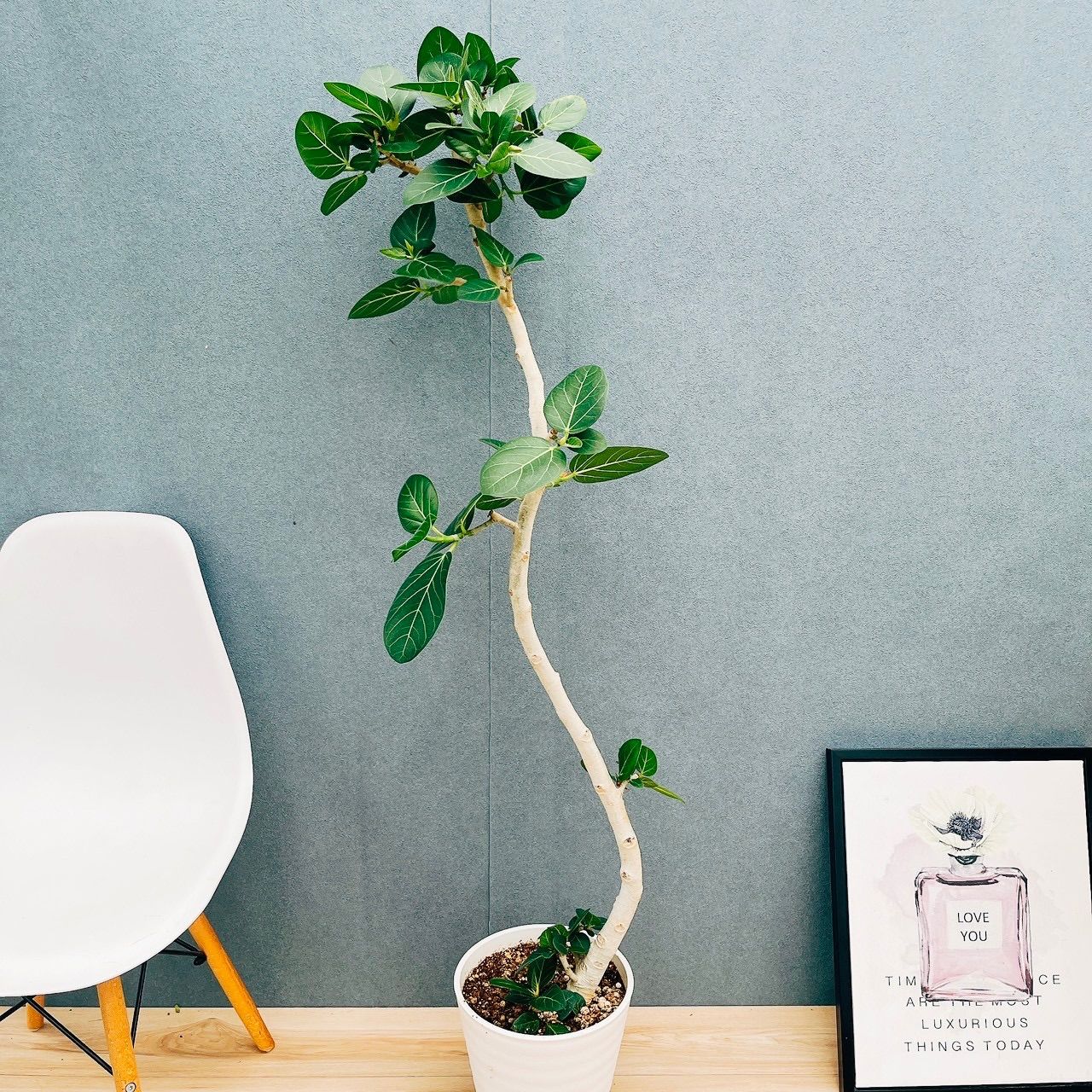 ［現品］32番　フィカス　ベンガレンシス　曲がり　8号　観葉植物　室内　ゴムの木 現品］95番 フィカス ベンガレンシス 曲がり 8号 観葉植物 室内 大型