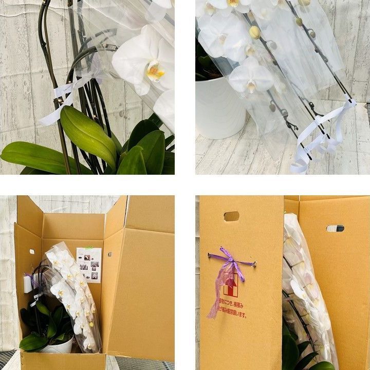 ６０～６５輪前後 ｜開店