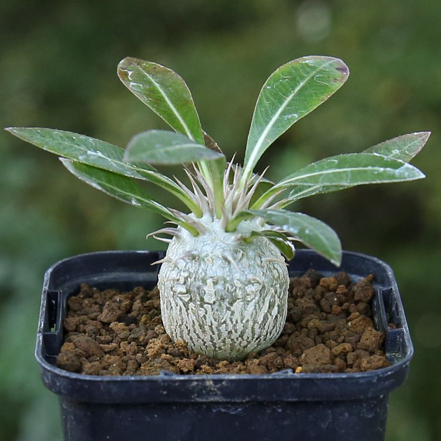 パキポディウム　ウム　デンシフローラ パキポディウム デンシフローラム