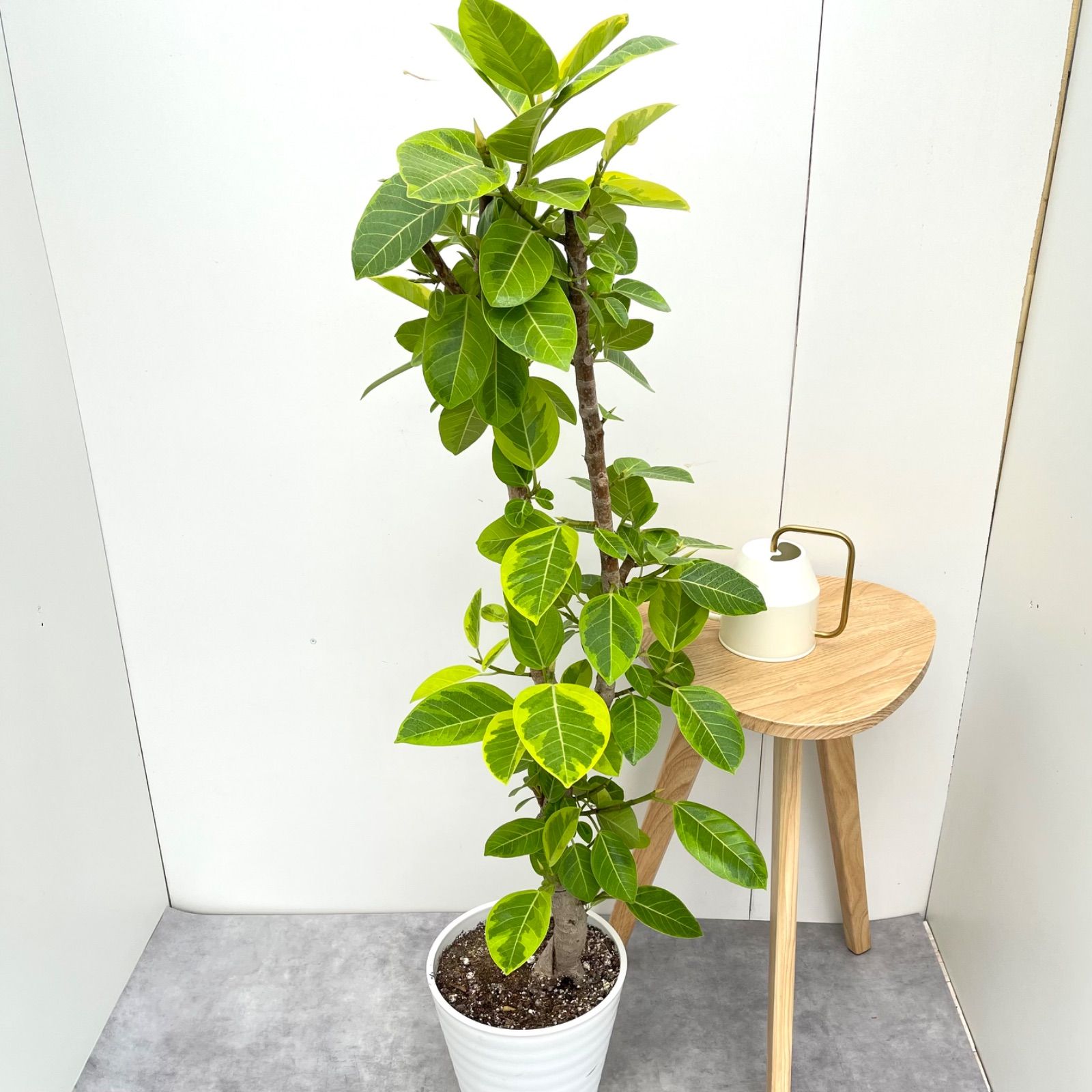 【特価】希少 フィカス ランフィ 曲がり 観葉植物 大型 室内 特価】希少 フィカス ランフィ 曲がり 観葉植物 大型 室内 8/18撮影