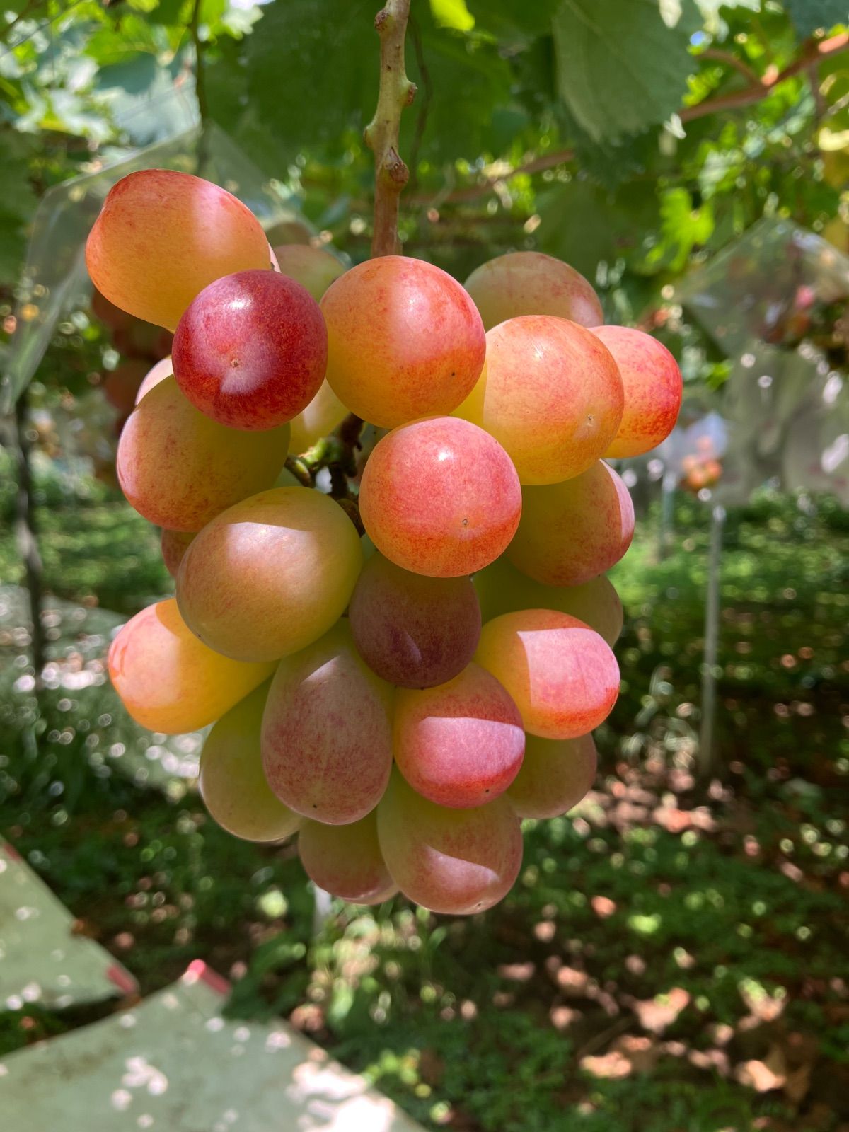 サンシャインレッド2k箱 3 5房入 正味1.5k以上