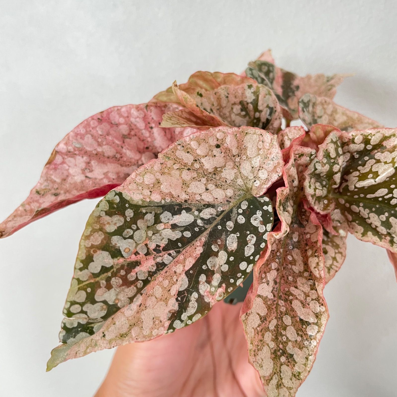 ベゴニア スノーキャップド 斑入り Begonia Snow capped