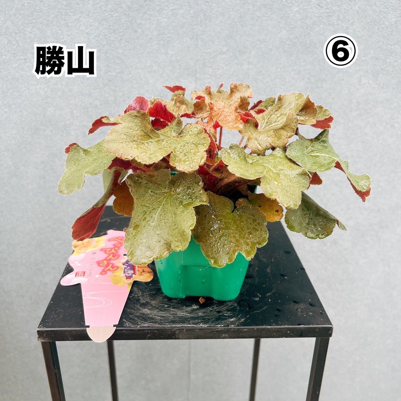 在庫 送料別 40ポット ヒューケラ 7種MIX 梅津 勝山 鶏冠井 向日 太秦 クズ子 物集女 3.5号 べっぴんさんシリーズ WWW_GEBZETESISAT_COM_TR