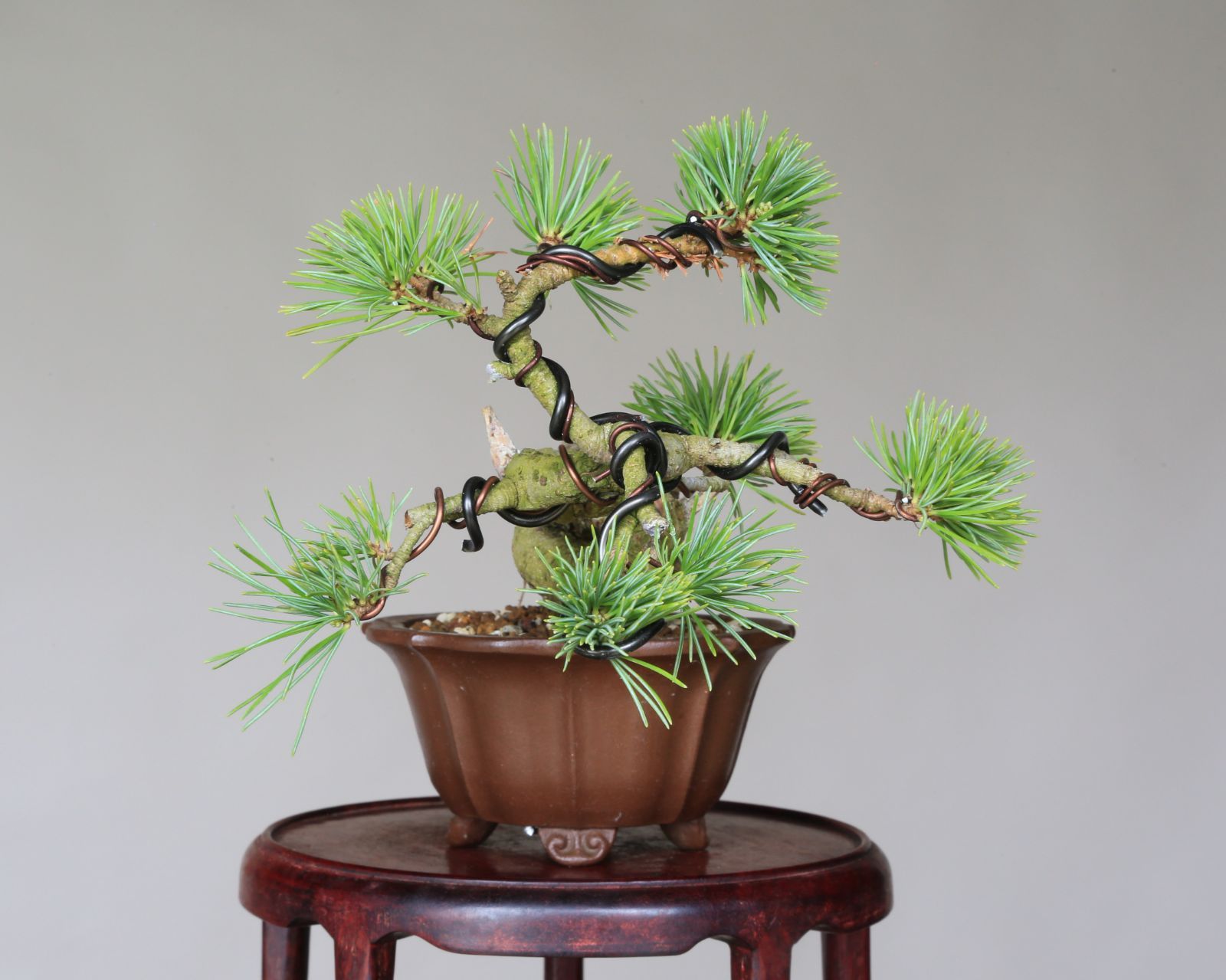 盆栽鉢