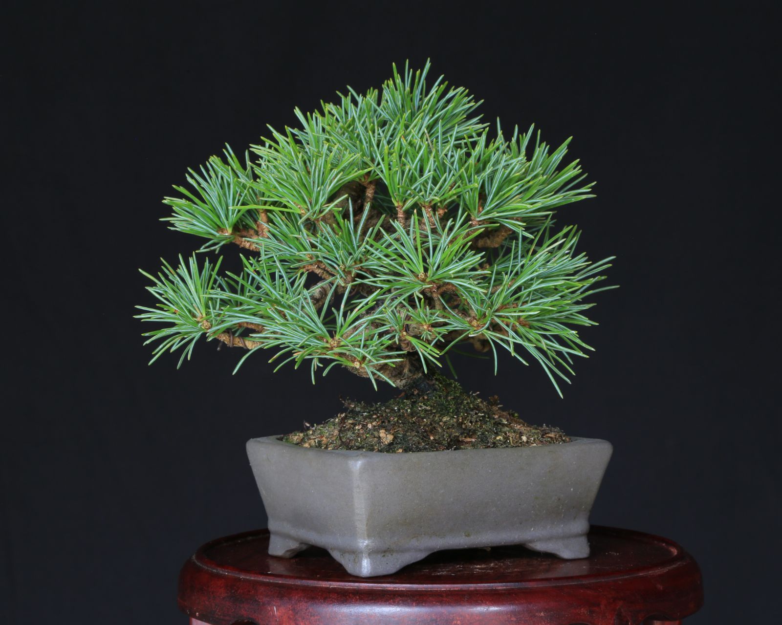 【大品 山採 杜松盆栽】真柏　　　⭕値下げ依頼承諾交渉中❗ Yahoo!オークション - 《杜松》山採り 杜松 盆栽 杜松盆栽 / 真柏 黒松