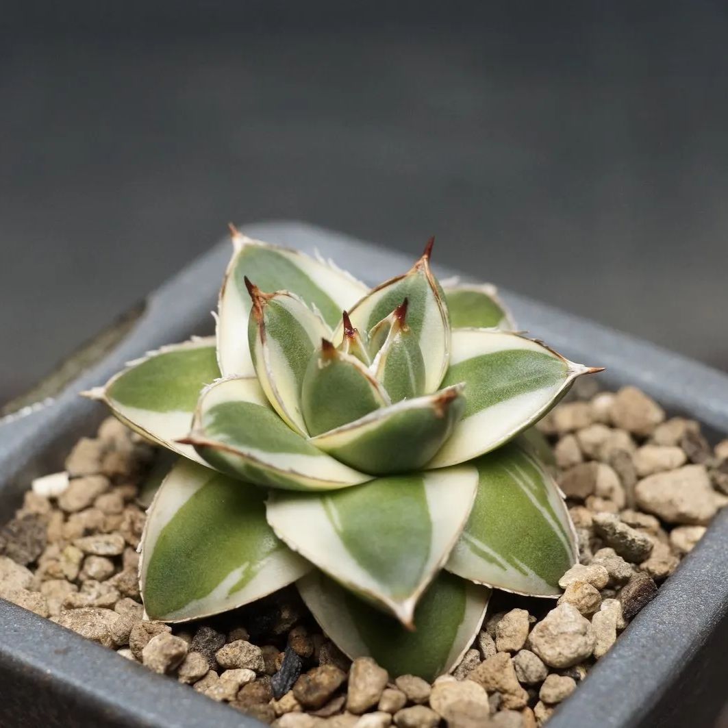 Agave filifera 'Pinky' Agave filifera 'Pinky'
