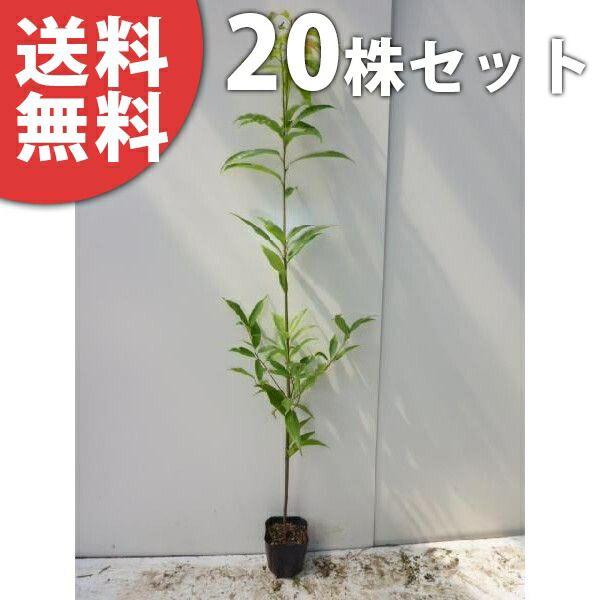 苗|苗木 20本セット シラカシ 樹高1.0m前後 15cmポット 白樫 白橿 しらかし ポット入り生垣用 苗木 苗 植木 庭木 生け垣 kb 20本 20