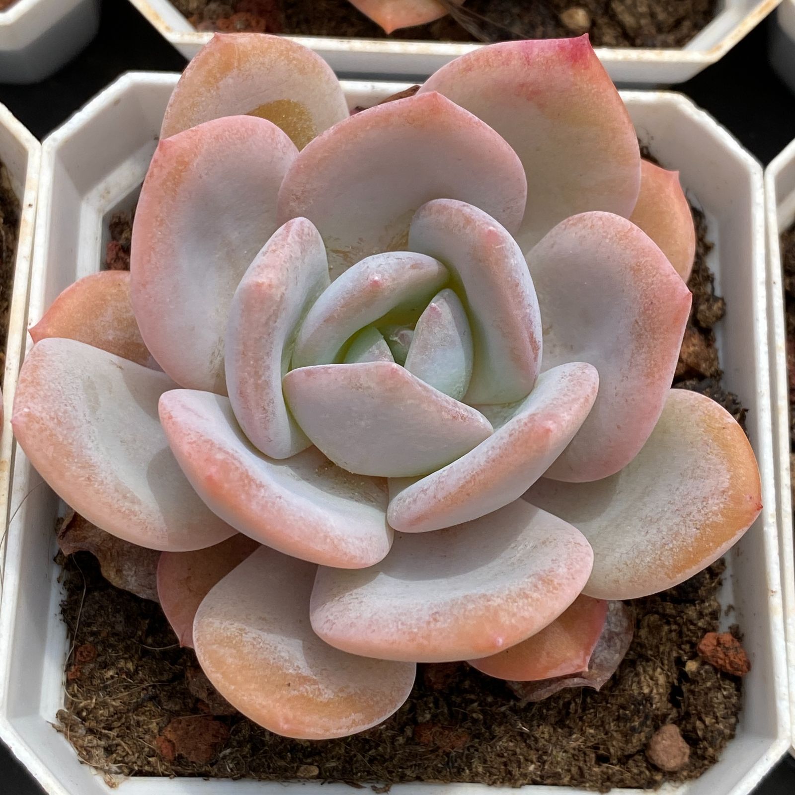 LB1344×50 マッチャ ケーキ 抜き苗 多肉植物 アエオニウム エケベリア 韓国苗