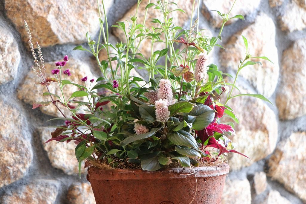 当店オリジナル キューガーデン Kew Garden ランカ キューレッドのシックな秋の寄せ植え 現品１９６ WWW_GEBZETESISAT_COM_TR