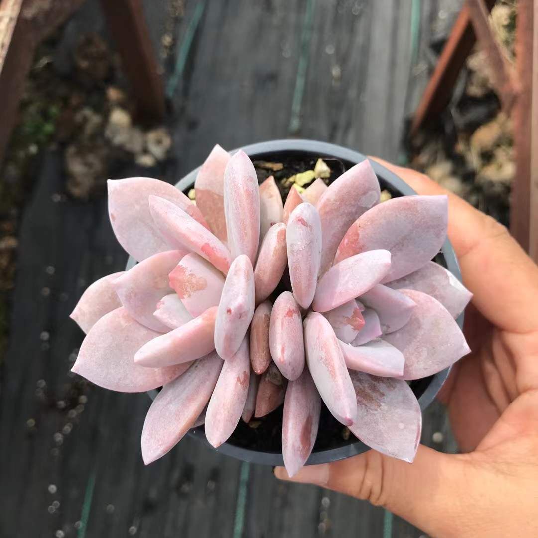 SKL1249×36 エユキ 抜き苗 多肉植物 アエオニウム エケベリア 韓国苗