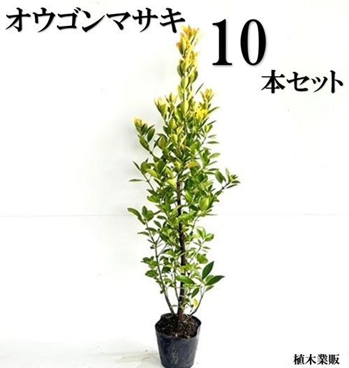 10本セット オウゴンマサキ樹高0.8m前後15cmポット