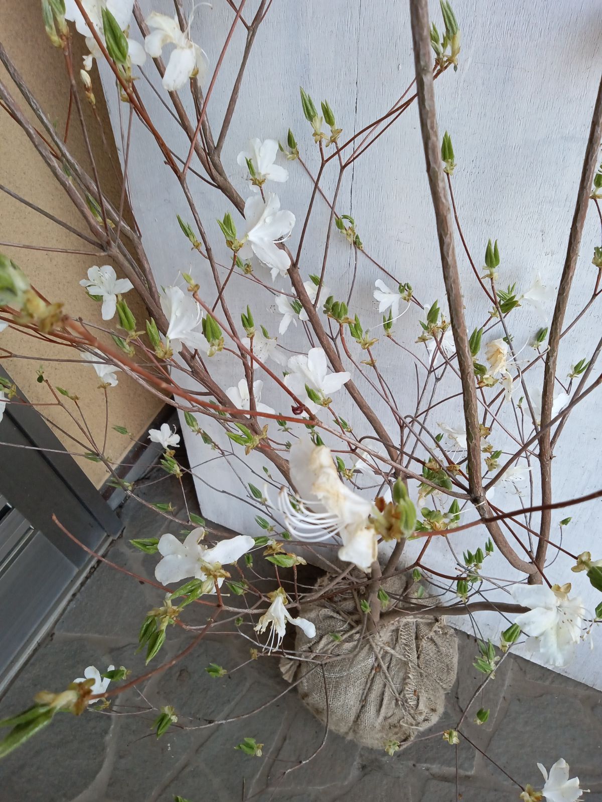 ミツバツツジツツジ白花