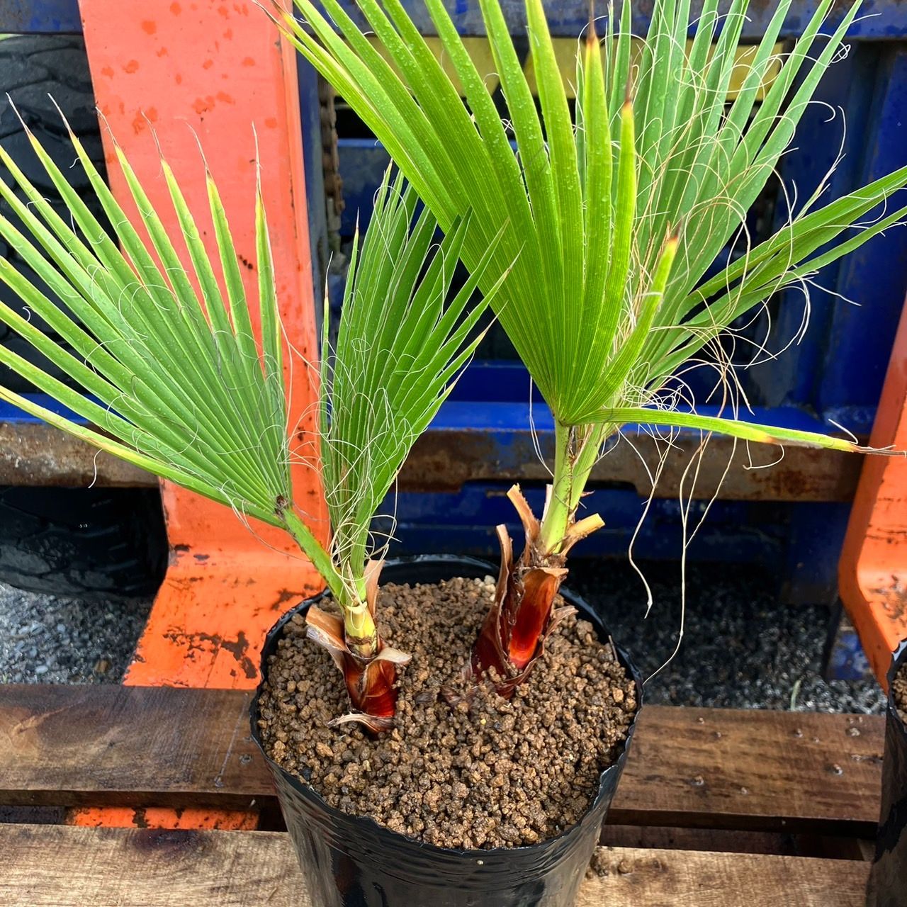 ワシントンヤシ (苗木12本) - 植物/観葉植物