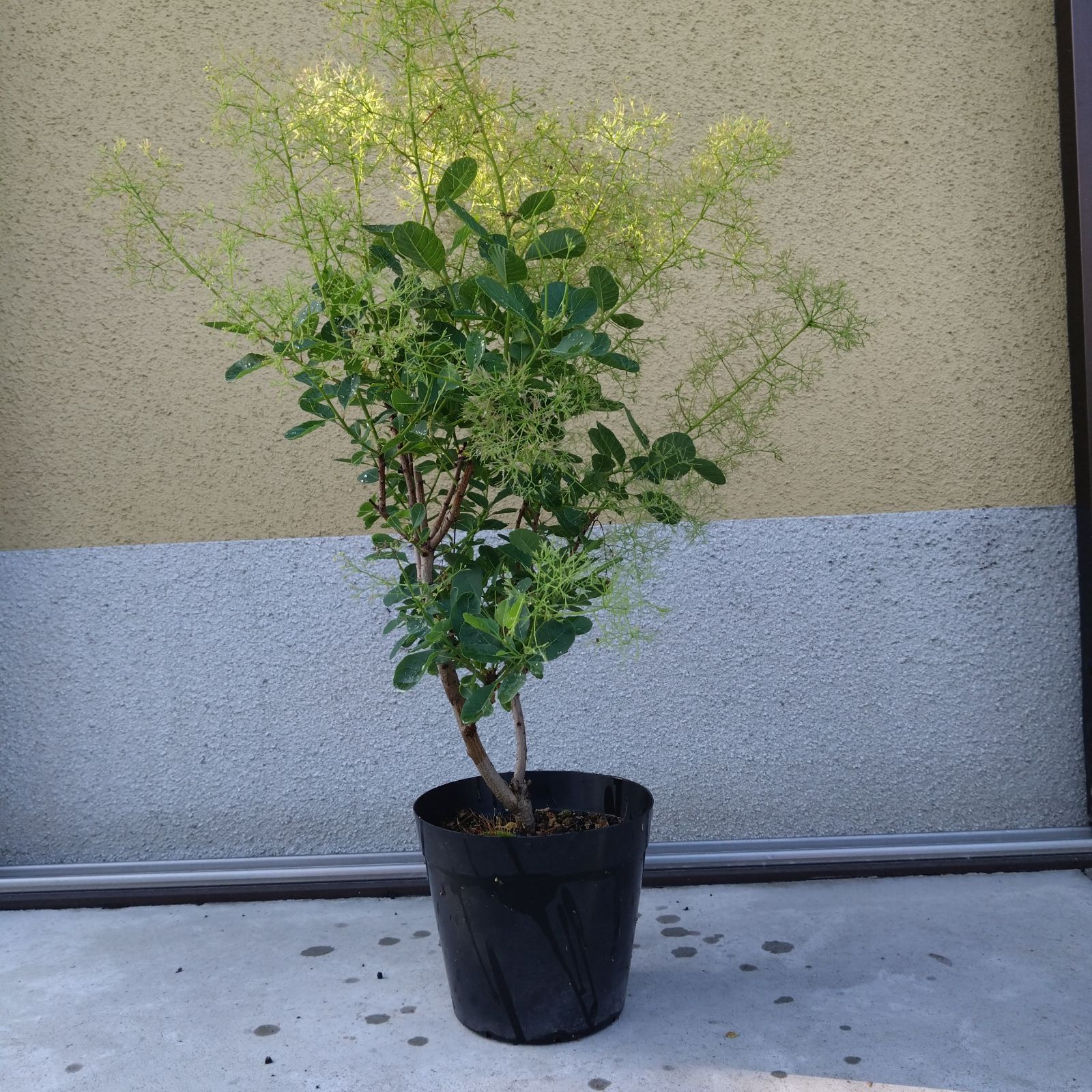 正規代理店 スモークツリー苗 桃花 植物/観葉植物 - education.semel