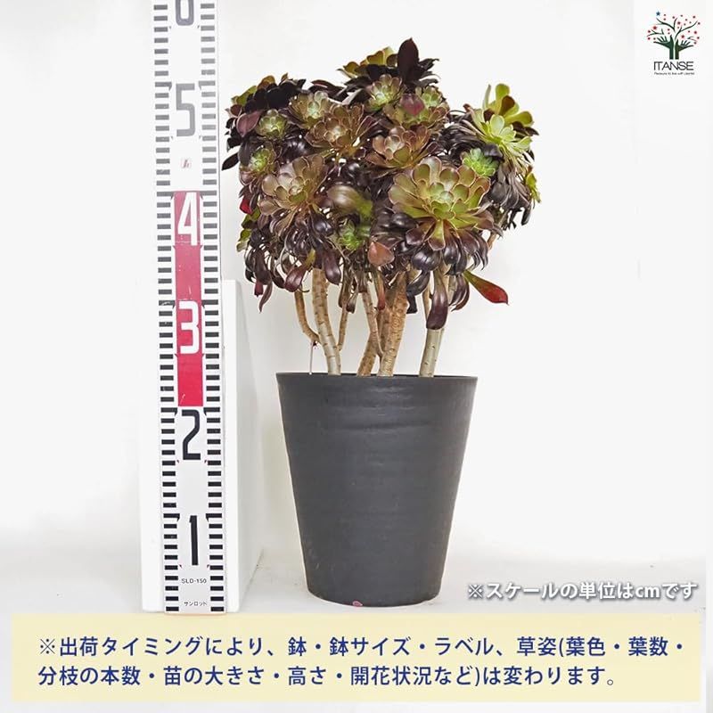 夏に休眠します