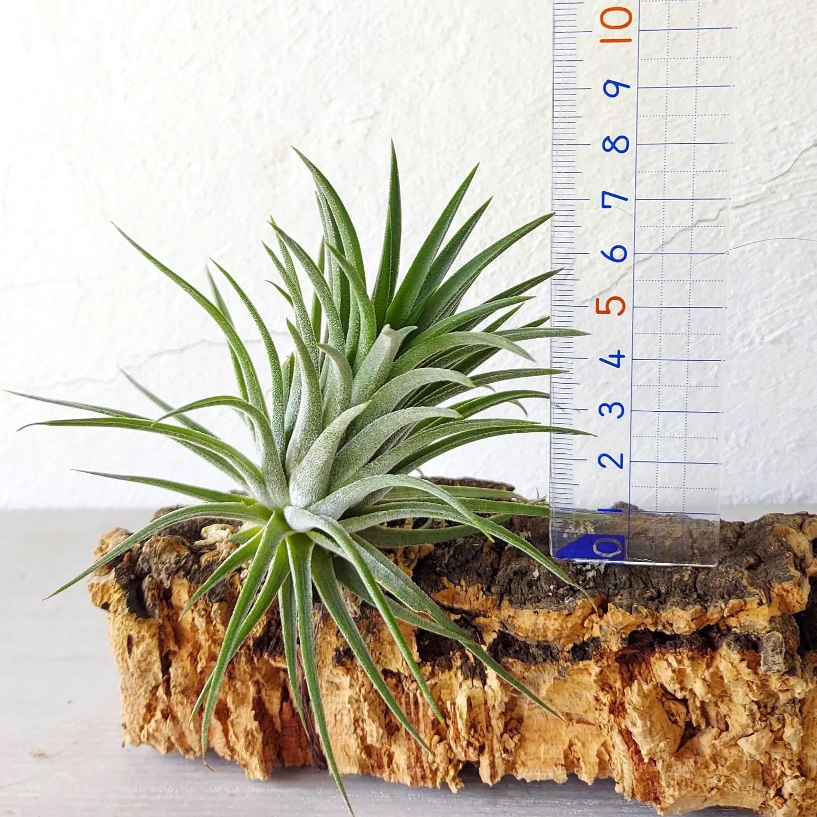 エアプランツ チランジア イオナンタ コルク 着生植物 インテリア 送料
