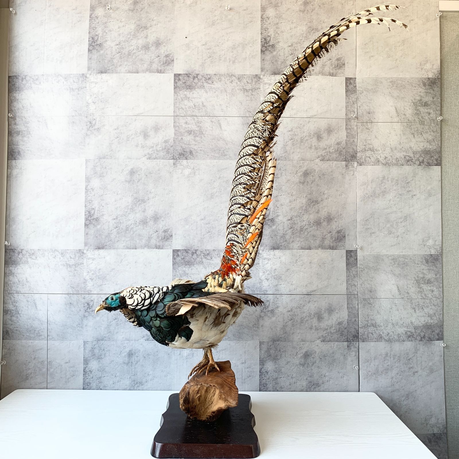 特大 銀鶏鳥 錦鶏鳥 剥製 置物 高級木製枠ガラスケース 金鶏(Golden