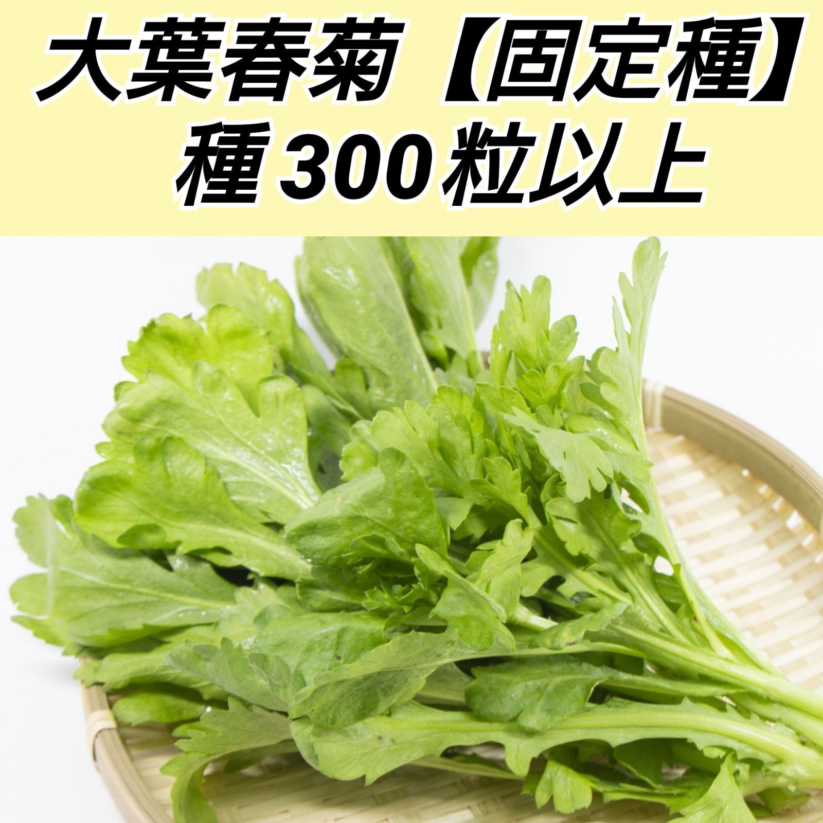 中葉春菊 種300粒以上