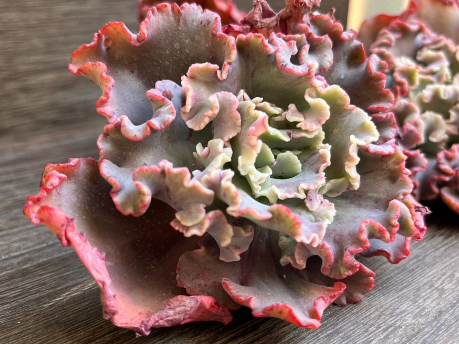 韓国苗 多肉植物 クレオパトラ 【公式通販】