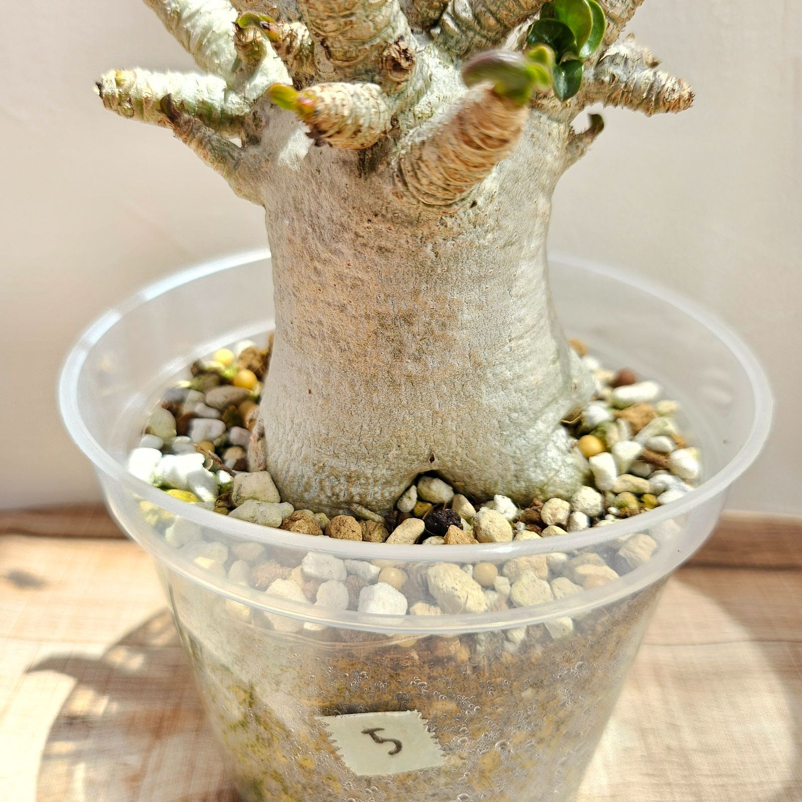 ⑤ 《 Adenium Arabicum D.H.A》アデニウム アラビカム 獅子葉 ドーセットホーン 塊根植物 巻葉 - メルカリ