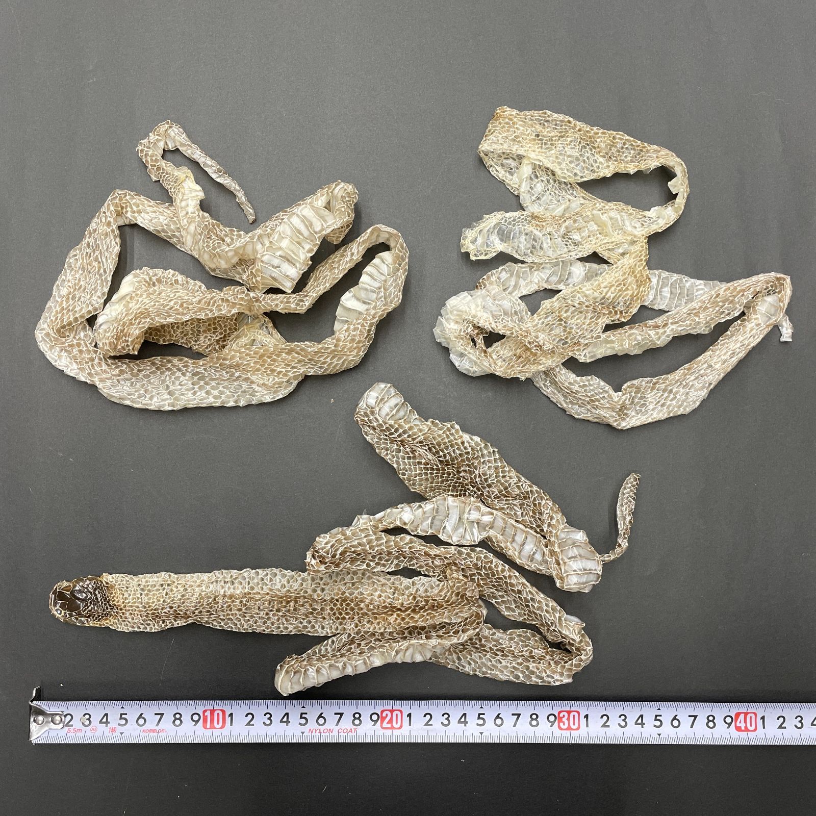 【白蛇】 蛇の抜け殻 ヘビの抜け殻 一本脱ぎ 【開運】金運アップ 【送料無料】 希少 蛇の抜け殻(一本脱ぎ) 金運アップ レジン硬化保存 工芸品 額縁