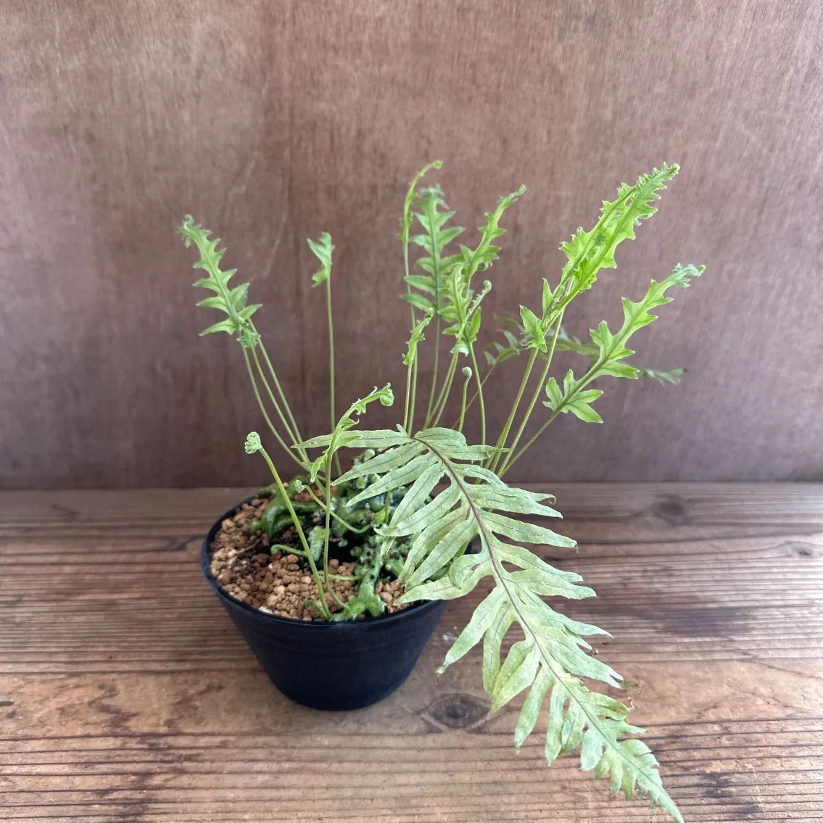 石化 タイワンアオネカズラ① Polypodium formosanum 現品 ウラボシ科