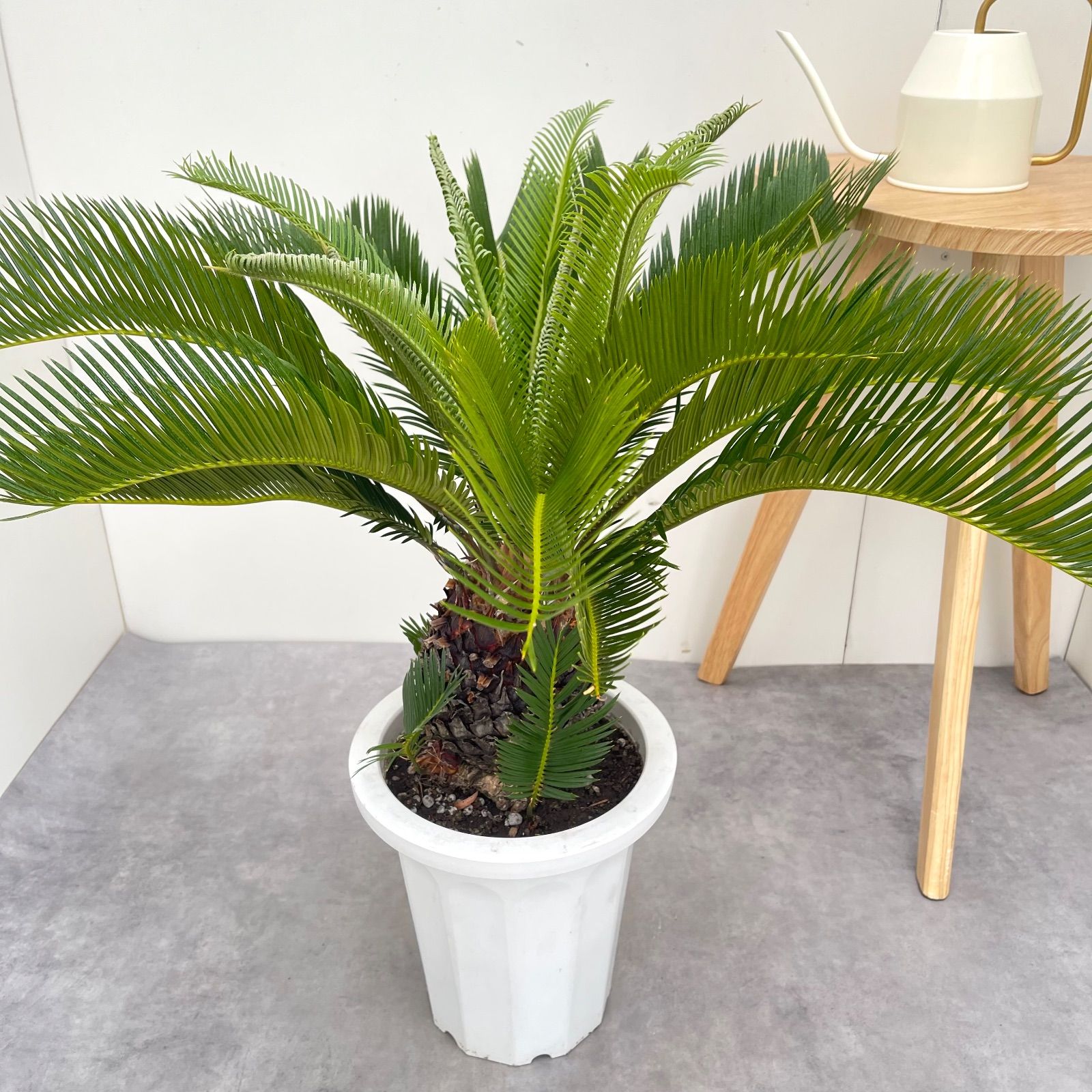 ドライガーデン 観葉植物