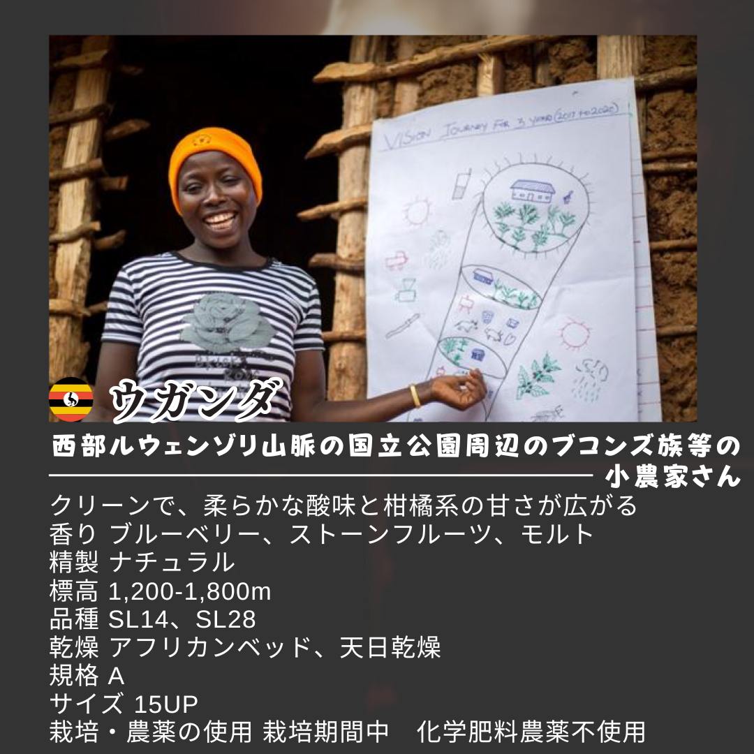 選べる3種 健康新鮮ドリップコーヒー 12個 可愛い猫柄 ねこのめ珈琲 ハンドピック済 炭火自家焙煎コーヒー豆 お土産用にもどうぞ