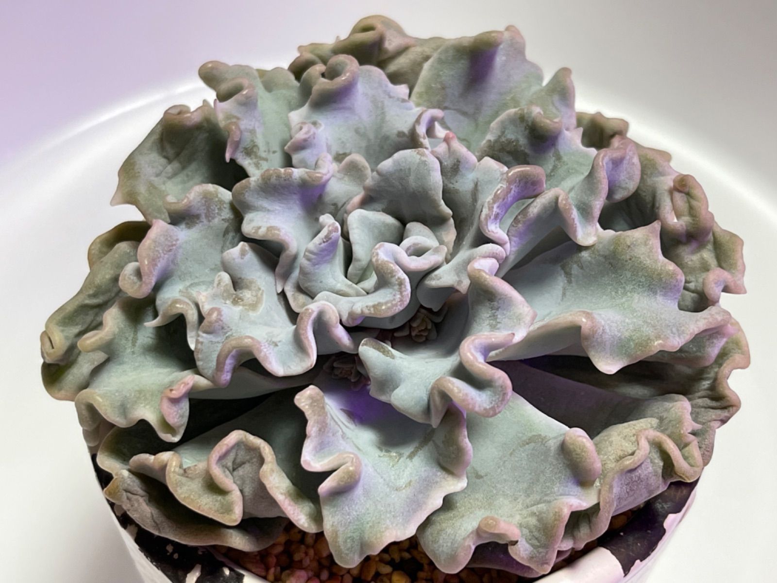 ❤️専用出品❤️✨メルカリ便✨クリスペートビューティー ❤️抜き苗