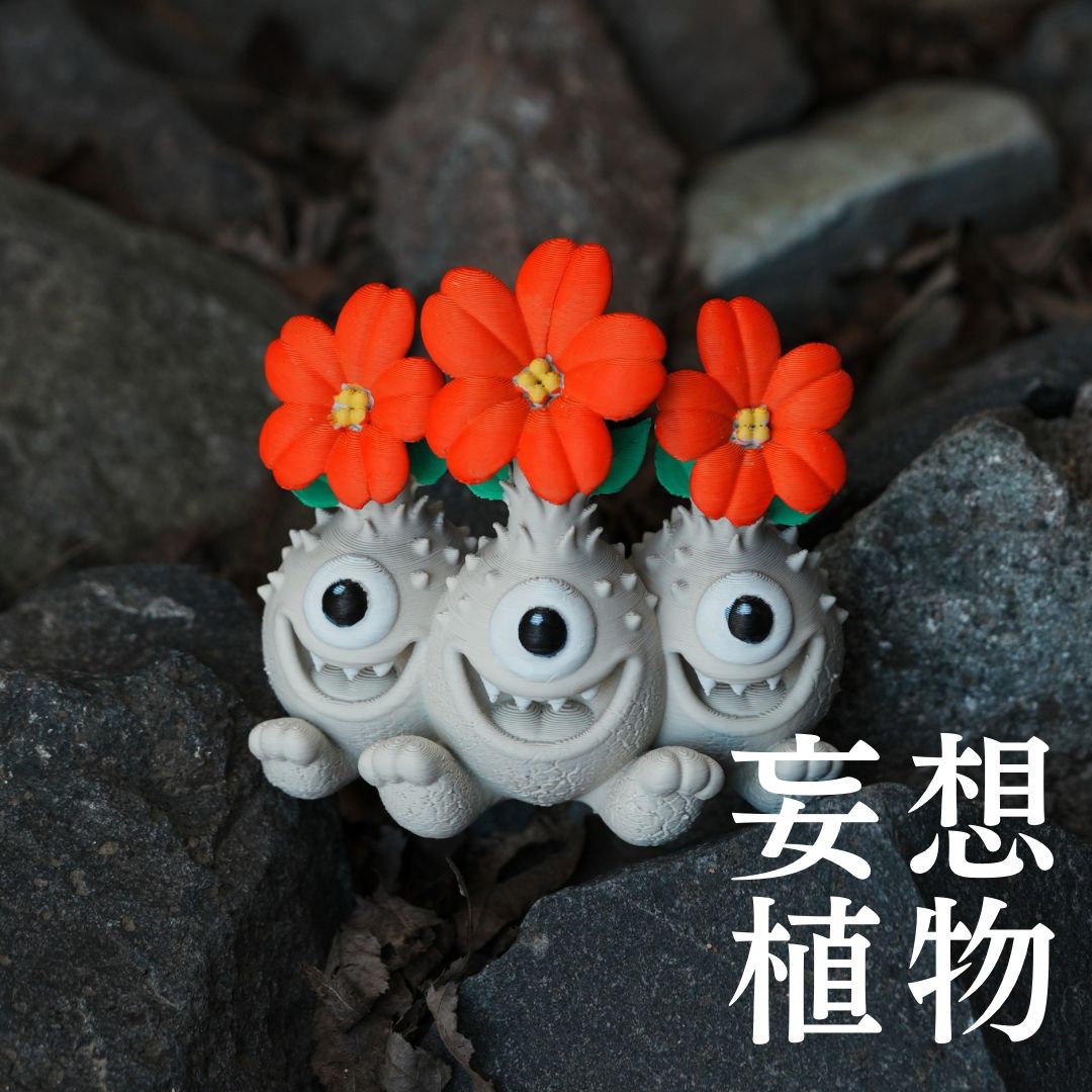 パキポディウム グラキリス 現地球 多頭 レア株 検パキプス