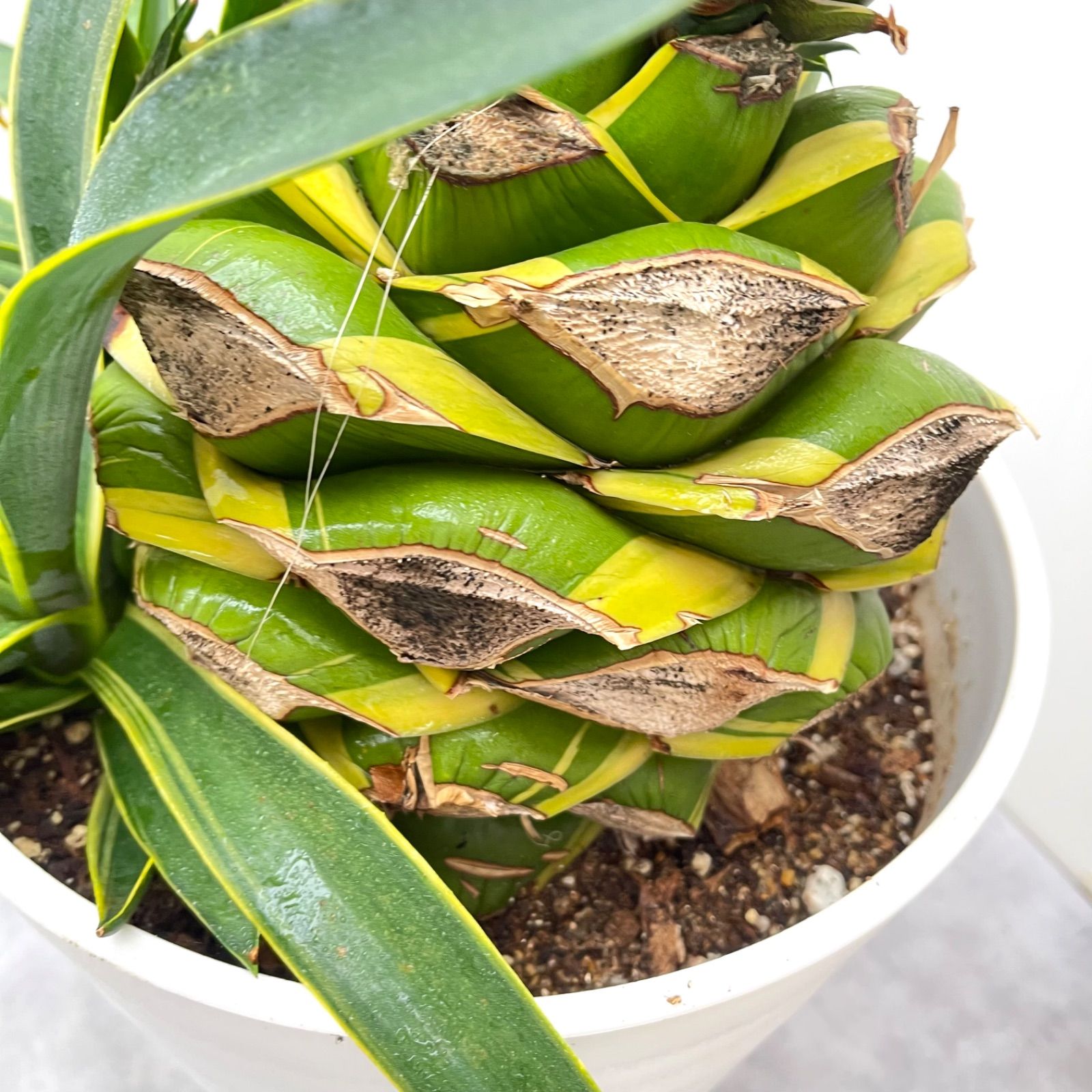 アガベ ベネズエラ錦 開花後株【現品】観葉植物 ドライガーデン