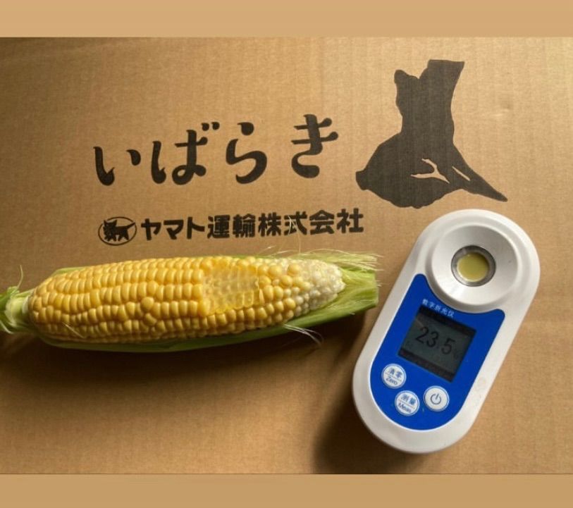 産直とうもろこし 品種「おおもの」訳あり品 5本 - メルカリ