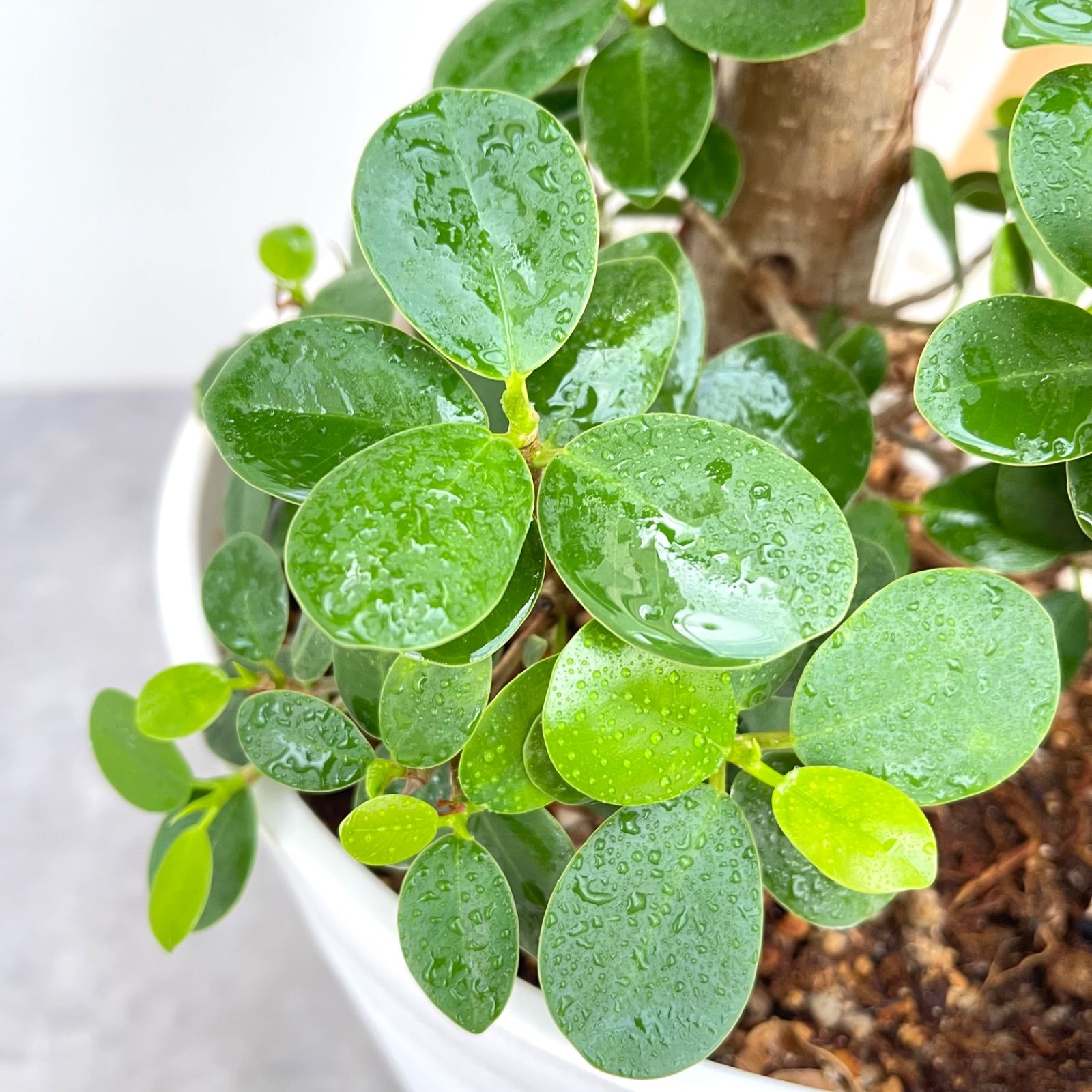 パンダガジュマル 1 ☆希少☆ 観葉植物 大型 観葉植物】パンダ