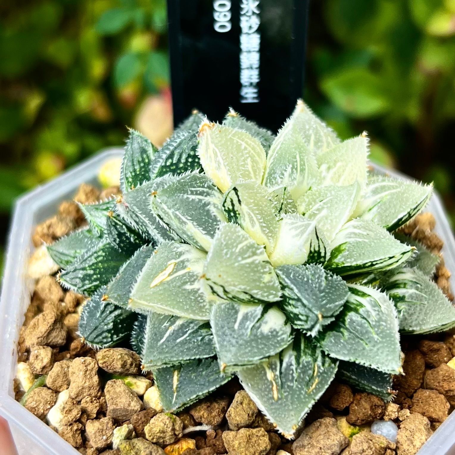 新氷砂糖錦群生 H1090 ハオルチア - メルカリ