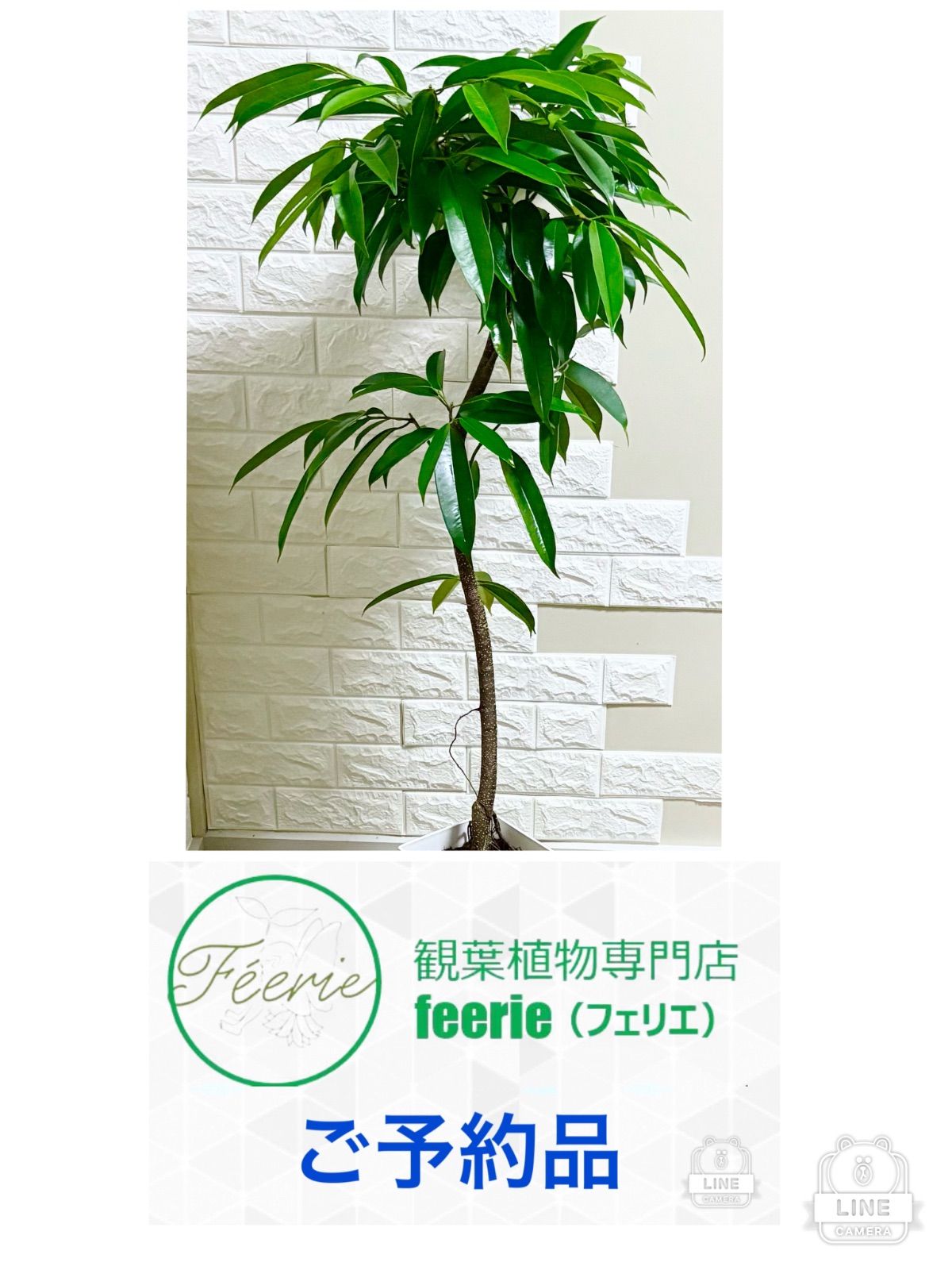 フィカス⭐️アムステルダムキング⭐️曲がり 観葉植物