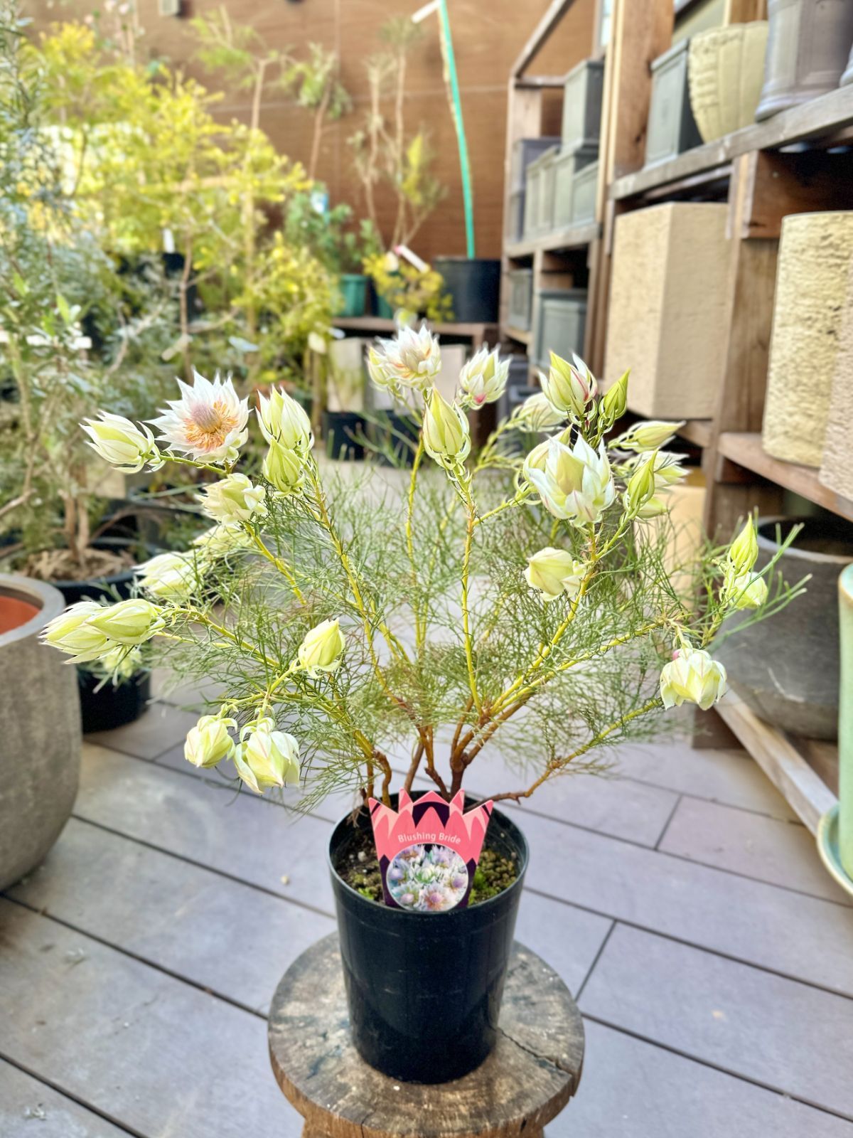 セルリア：ブラッシングブライド 5号鉢植え[ジョーイセルリア