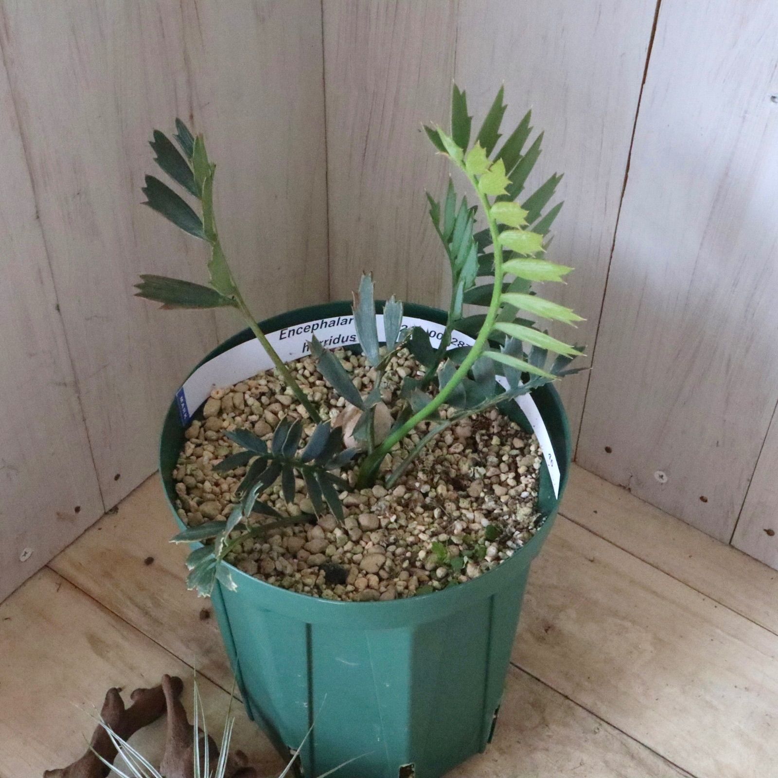 現品♡絶滅種♡ヒメオニソテツ♡ エンセファラルトス ホリダス